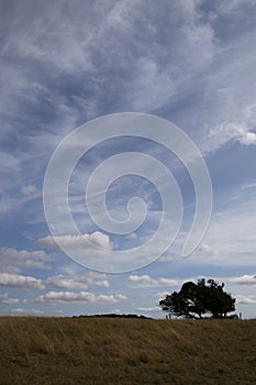 Silhouetted windswept stunted tree photo