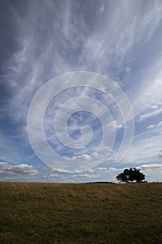 Silhouetted windswept stunted tree photo