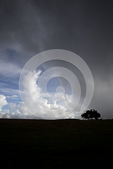 Silhouetted windswept stunted tree photo