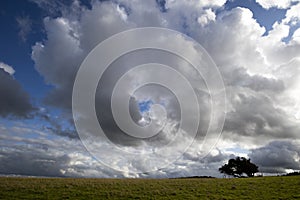 Silhouetted windswept stunted tree photo