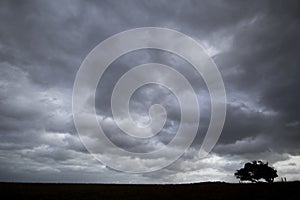 Silhouetted windswept stunted tree photo