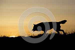 Silhouetted wolf hunting at sunrise