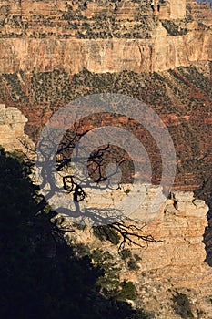 A silhouetteof a tree contrasts against the sunbaked layers of the Grand Canyon.