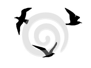 Silhouettes of 3 birds flying on white background. Black and white photography