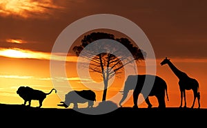 Silhouettes of African animals at sunset in the Savannah