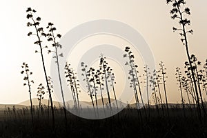 15-01-2022, Fuerteventura,Spain.Silhouettes of agave plants at sundown photo