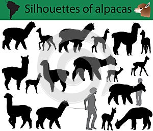 Silhouettes of alpacas photo