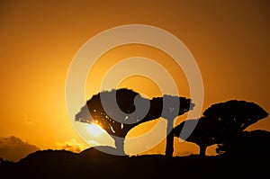 Silhouettes of amazing dragon trees in the valley at sunset. Socotra Island. Yemen.