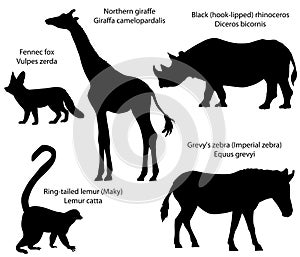 Silhouettes of animals of Africa: giraffe, rhino, zebra, lemur, fennec