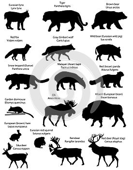 Silhouettes of animals of Eurasia.