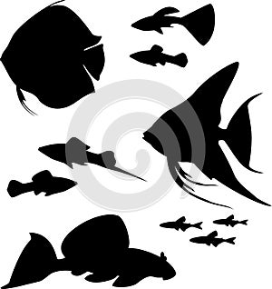 Silhouettes of aquarium fish