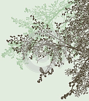 Silhouettes of branches of linden tree in a spring forest