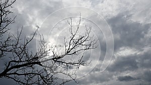 Halloween background of dark blue overcast sky and bare tree branches