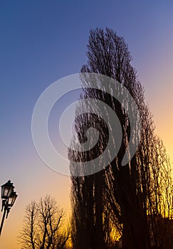 Silhouettes of bare trees against early morning morning sky