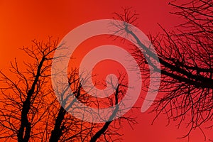 Silhouettes of bare trees against early morning morning sky