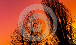 Silhouettes of bare trees against early morning morning sky