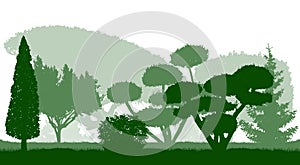 Silhouettes of beautiful ornamental trees in the Botanical garden. Vector illustration