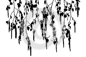 Silhouettes of birch twigs with catkins on a white background.