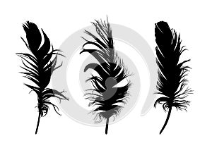 The silhouettes of bird feather.