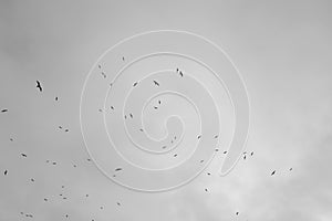 silhouettes of birds against the sky with clouds. black and white photo