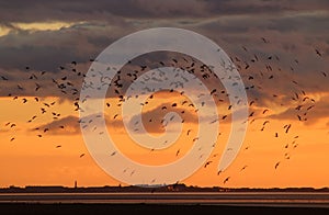 Silhouettes of birds in flight sunset colored sky