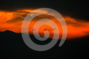 Silhouettes of birds flying against burning red fire sky. Black background.