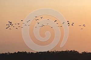 Silhouettes of birds flying with sunset sky go home