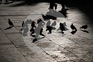 Silhouettes of birds on the pavement and shadows of people walking