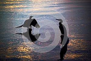 Silhouettes of birds resting on wooden pier residues in a lake d