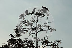 Silhouettes of birds in the rowan tree.