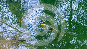 Silhouettes of blue and yellow koi fish exotic carp in the pond on the backyard. Trees are reflected in the water.