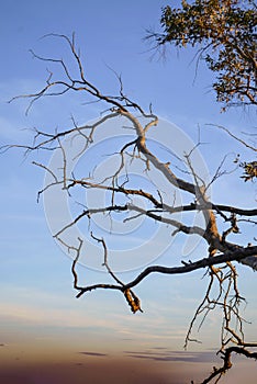 Silhouettes of branches against blue sky at sunset
