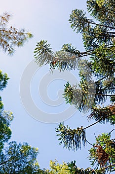 Silhouettes of branches of coniferous trees against blue sky. Pine trees and araucaria tree