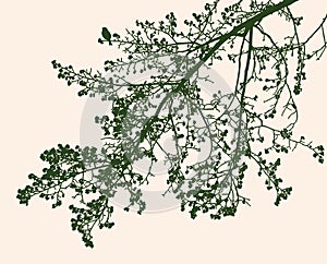 Silhouettes of branches of linden tree in spring