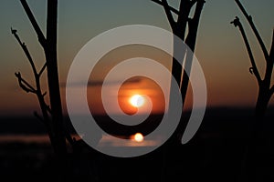 Silhouettes of branches on a sunset background