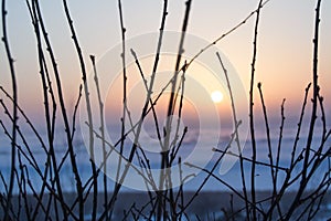 Silhouettes of branches on the sunset