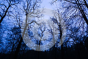 Silhouettes of branchy trees against the background of the night sky. Forest at night