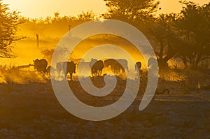 Silhouettes of Burchells zebras walking at sunset