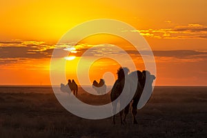 Silhouettes of camels against the background of a sunset in the desert