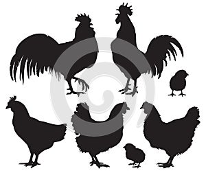 Silhouettes of chickens - hens, roosters and baby chicks.