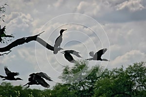 Silhouettes of cormorants in the Keoladeo Ghana National Park in Rajasthan, India