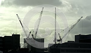 Silhouettes of cranes