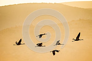 A silhouettes of cranes in flight. Eurasian cranes.