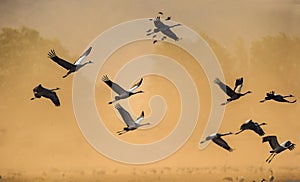 A silhouettes of cranes in flight. Eurasian cranes.