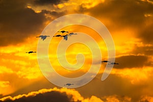 A silhouettes of cranes in flight. Eurasian cranes.