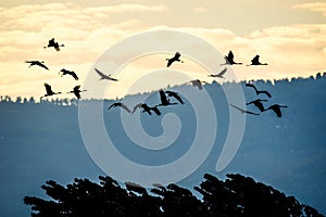 A silhouettes of cranes in flight. Flock of cranes at sunrise.