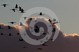 Silhouettes of Cranes& x28; Grus Grus& x29; at Sunset Germany Baltic Sea