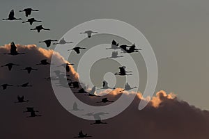 Silhouettes of Cranes& x28; Grus Grus& x29; at Sunset Germany Baltic Sea