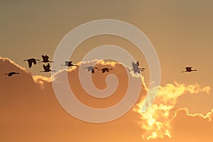 Silhouettes of Cranes( Grus Grus) at Sunset Germany Baltic Sea