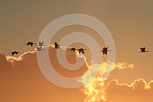 Silhouettes of Cranes( Grus Grus) at Sunset Germany Baltic Sea